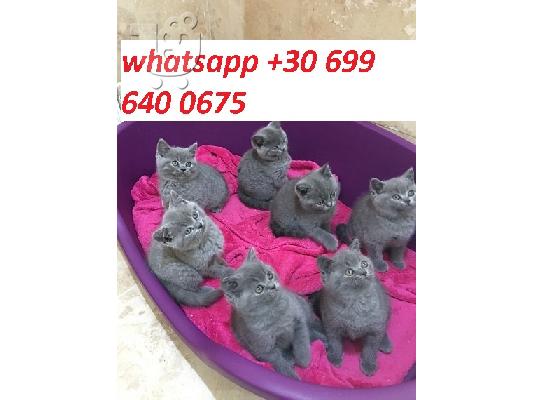 PoulaTo: lovely kittens for adoption